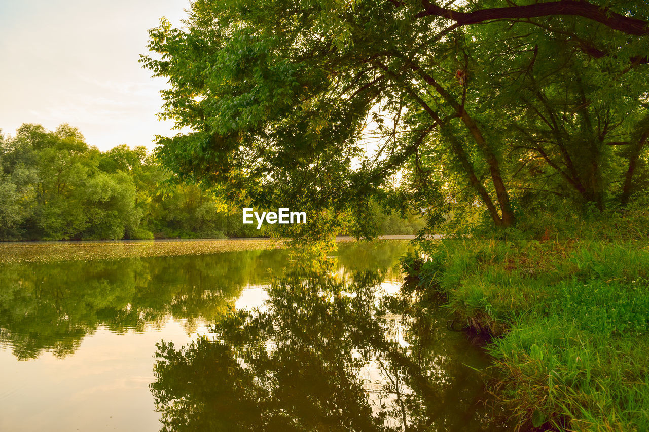 Scenic view of lake in forest