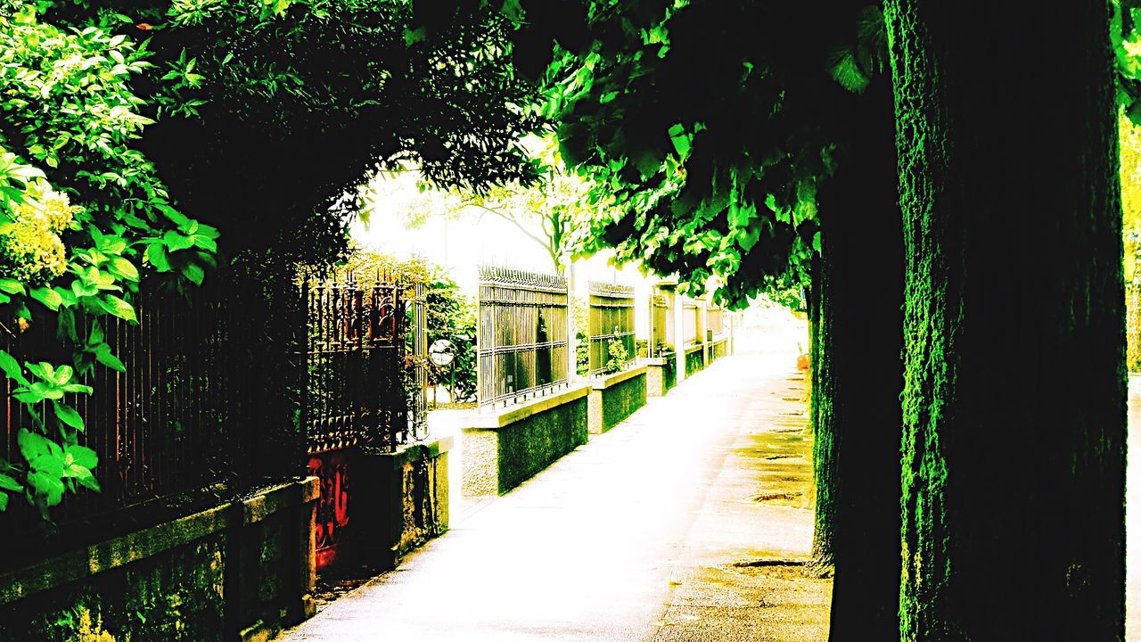 VIEW OF TREES ALONG ROAD