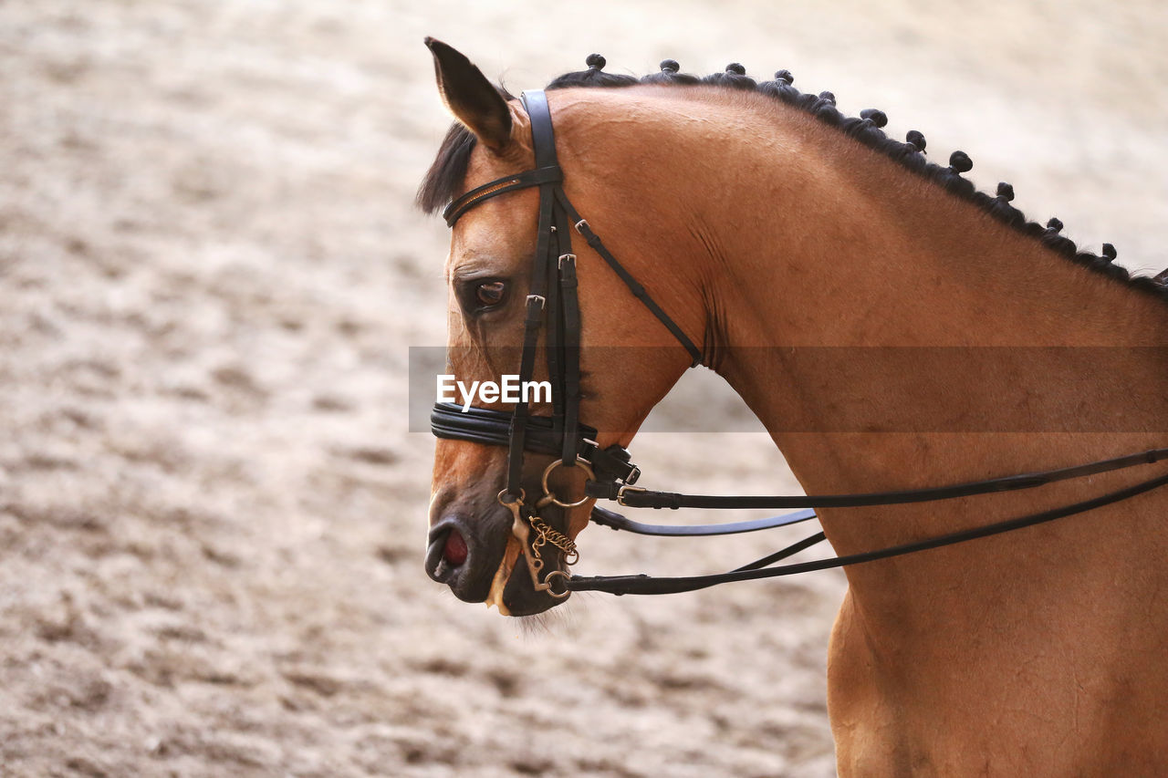 CLOSE-UP OF HORSE IN THE RANCH