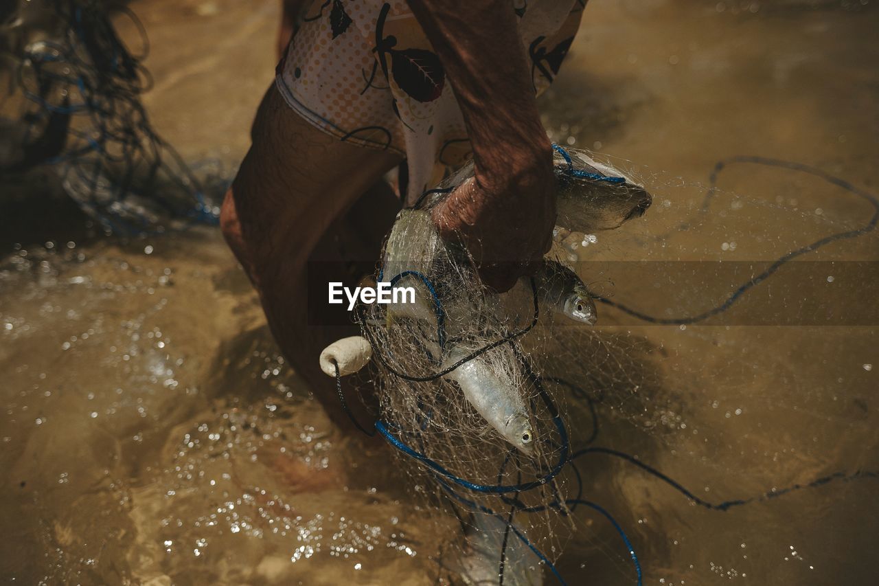 High angle view of horse in water