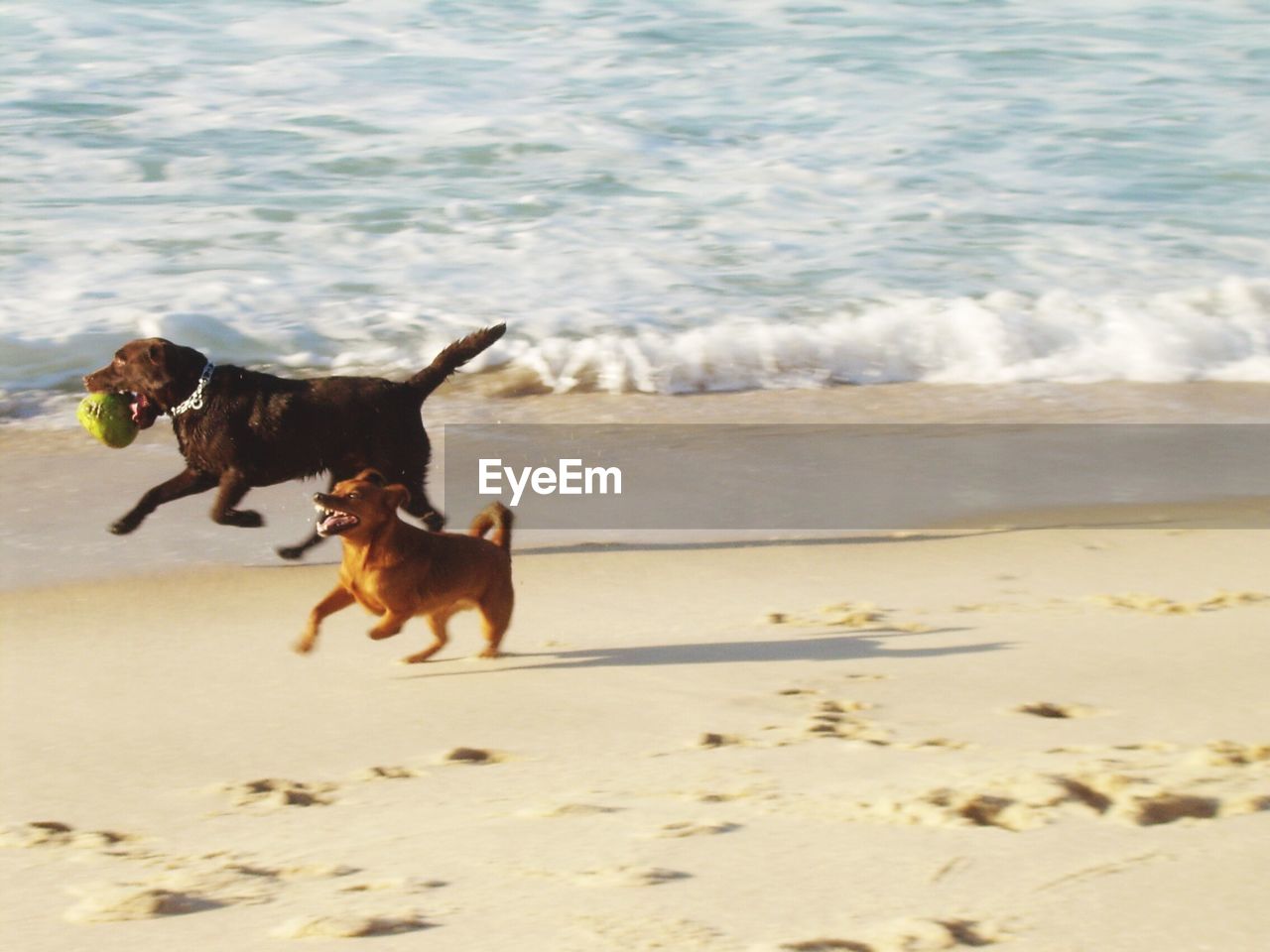 DOGS RUNNING ON BEACH