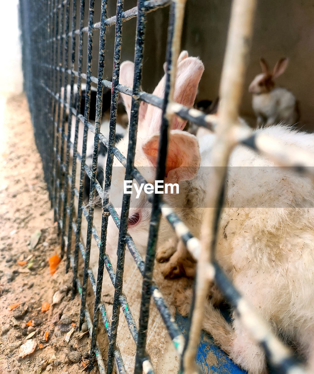 FENCE IN A CAGE