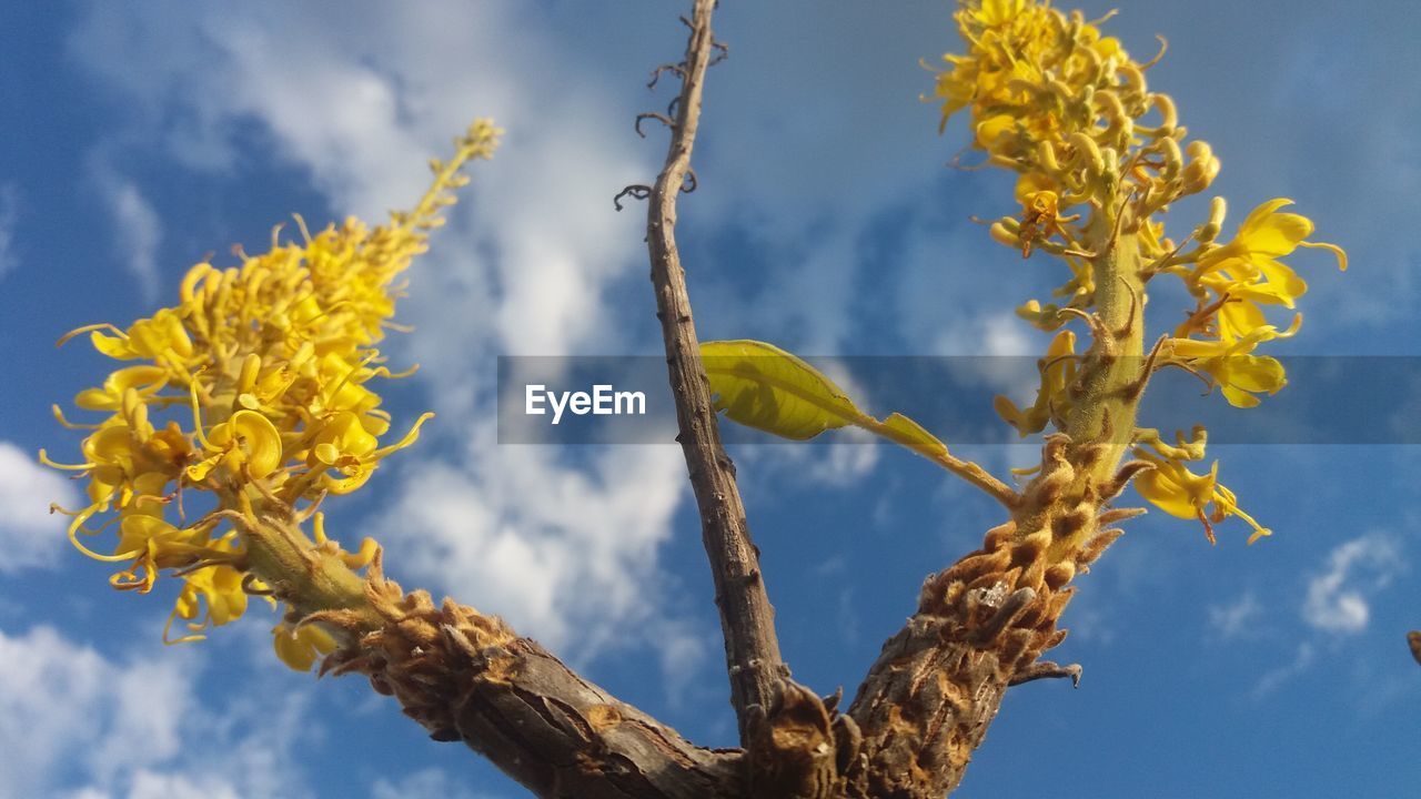 Low angle view of flower tree against sky