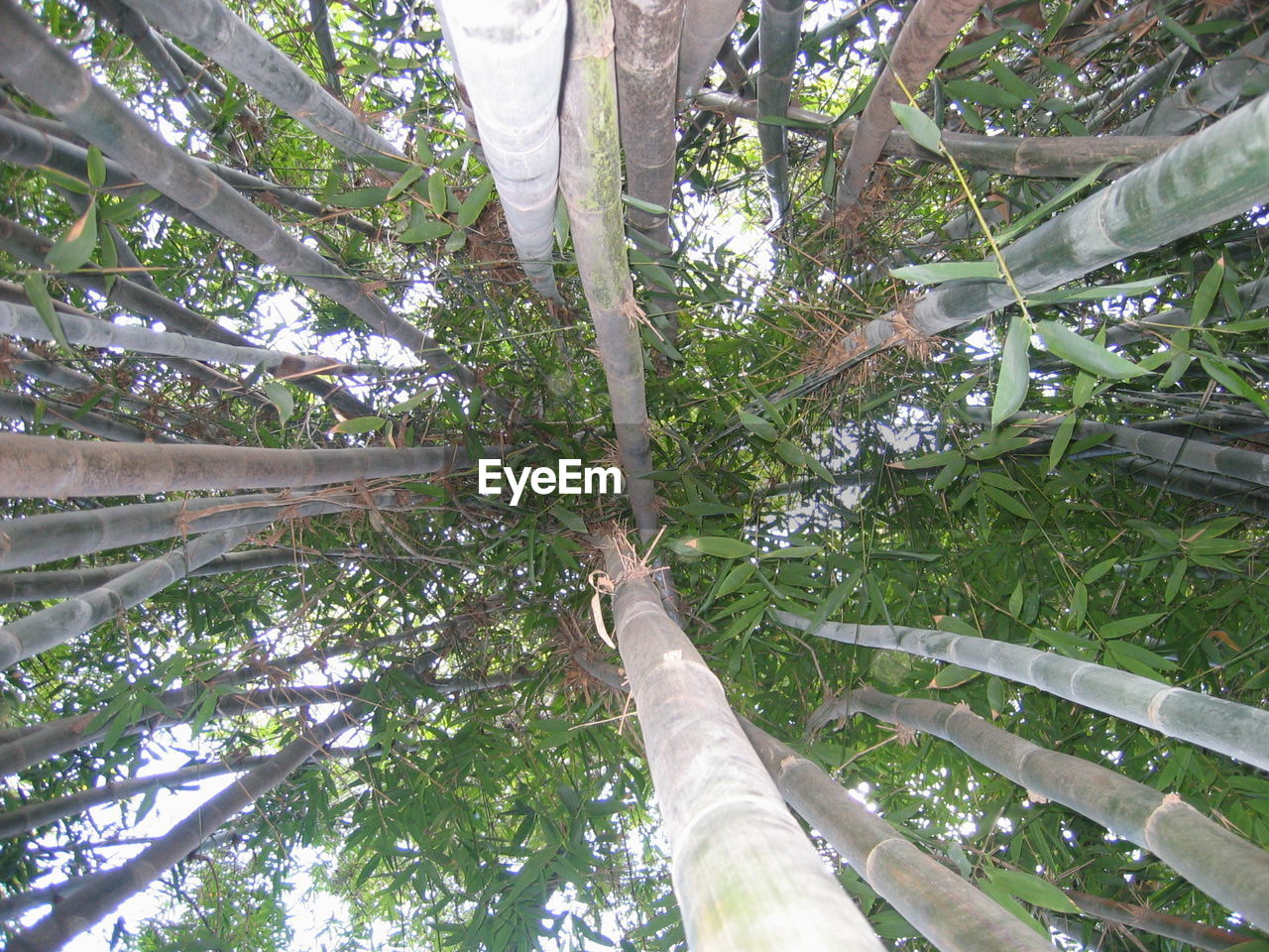 LOW ANGLE VIEW OF TREE AGAINST THE SKY