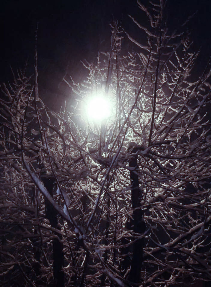 BARE TREES AT NIGHT