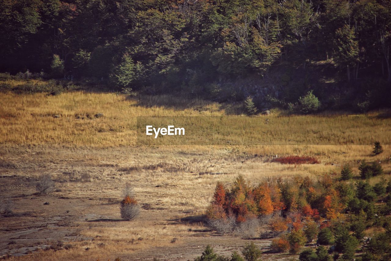 VIEW OF A FOREST