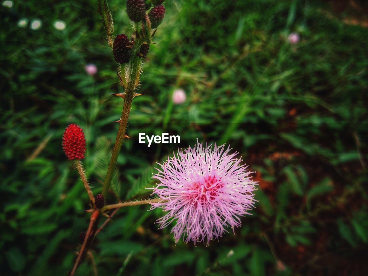 Close-up of thistle blooming outdoors