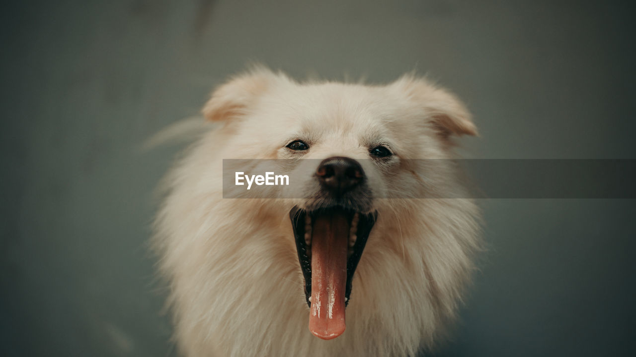 CLOSE-UP PORTRAIT OF A DOG OVER WHITE BACKGROUND