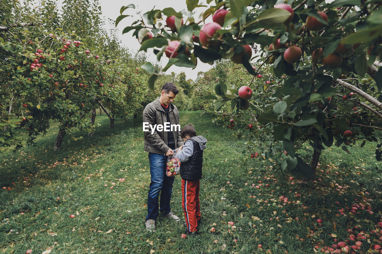 Father carrying plastic bag for son while picking apples from fruit trees at farm