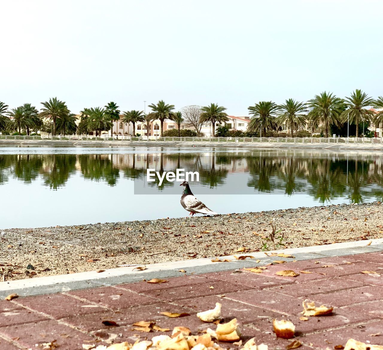 VIEW OF BIRDS IN LAKE