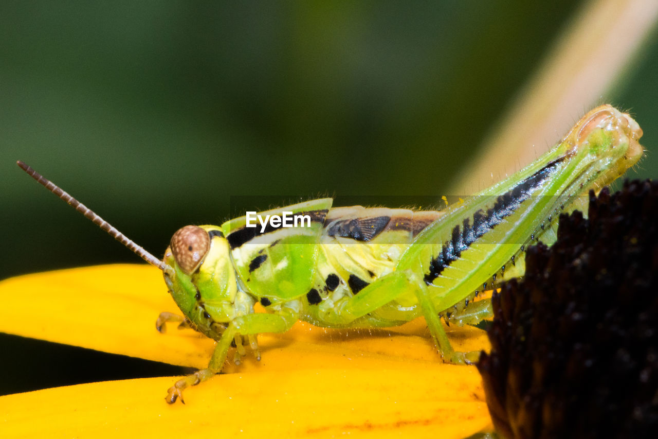 CLOSE-UP OF GRASSHOPPER