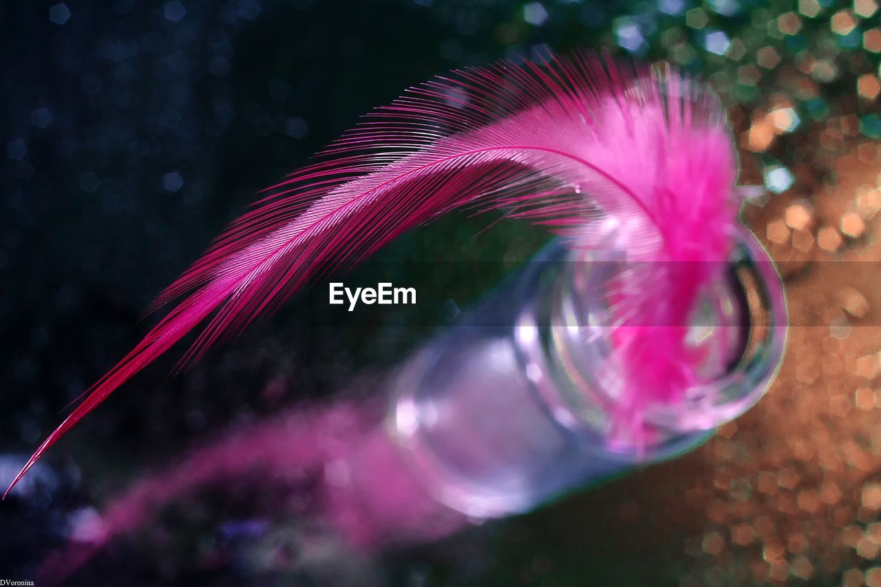 CLOSE-UP OF PINK FEATHER ON GLASS AT WATER