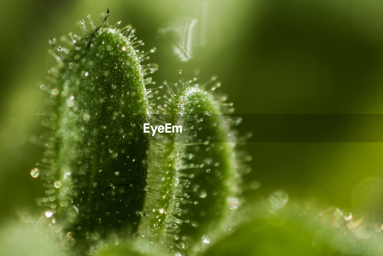 CLOSE-UP OF WATER DROPS ON LEAF