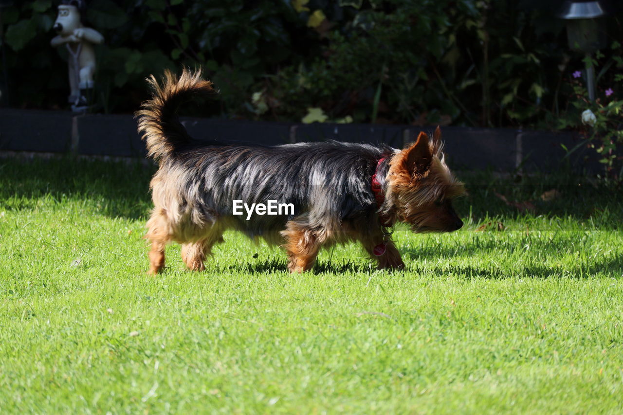 Full length of a dog running on field