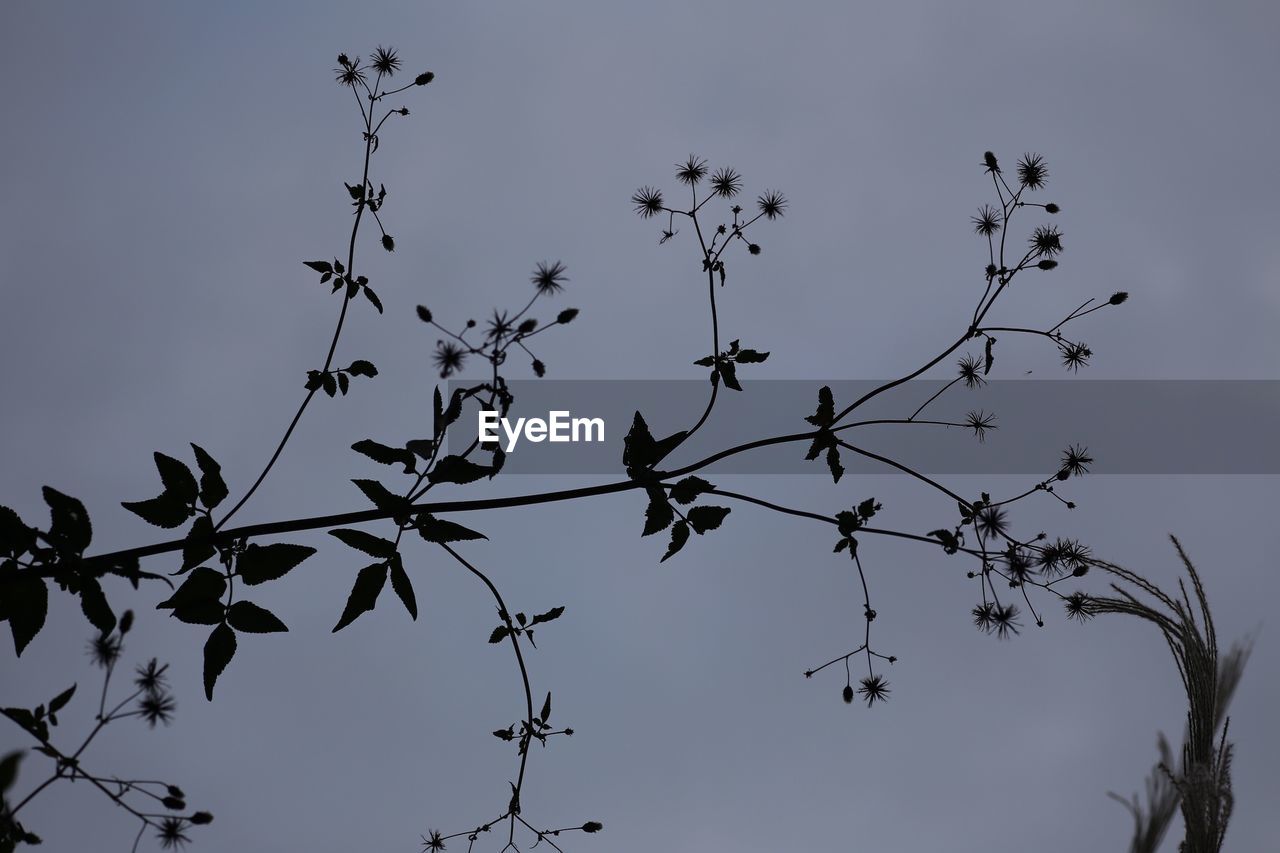 LOW ANGLE VIEW OF TREES AGAINST SKY