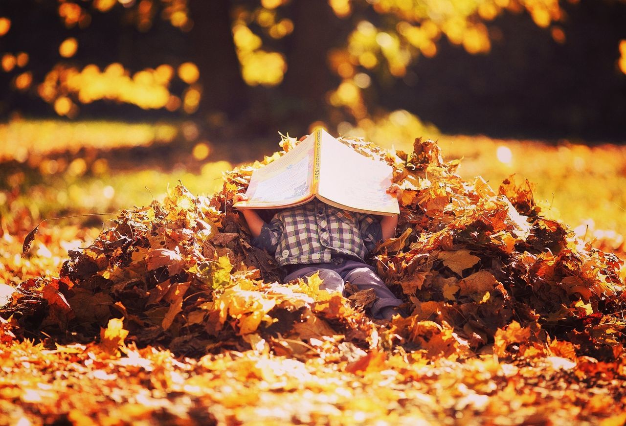 LOW ANGLE VIEW OF AUTUMN LEAVES ON FALLEN TREE