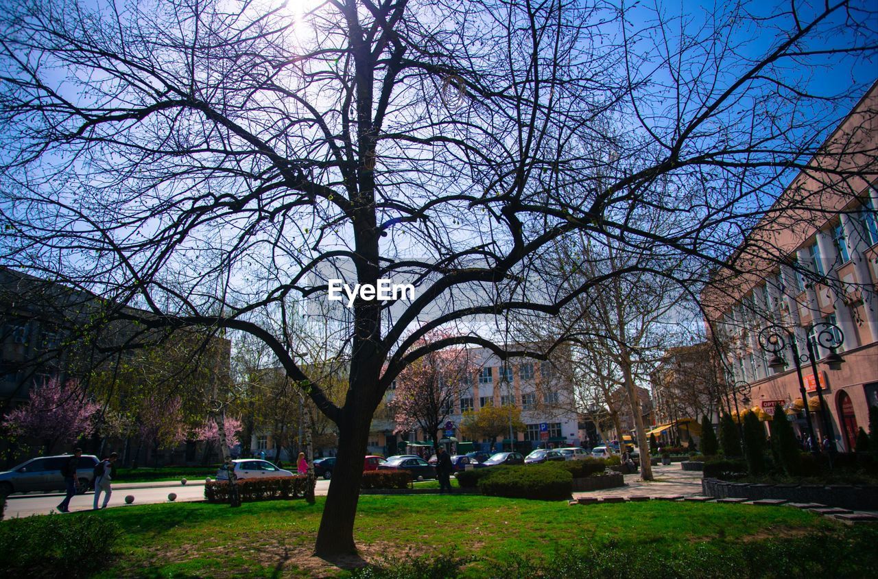 BARE TREE IN CITY