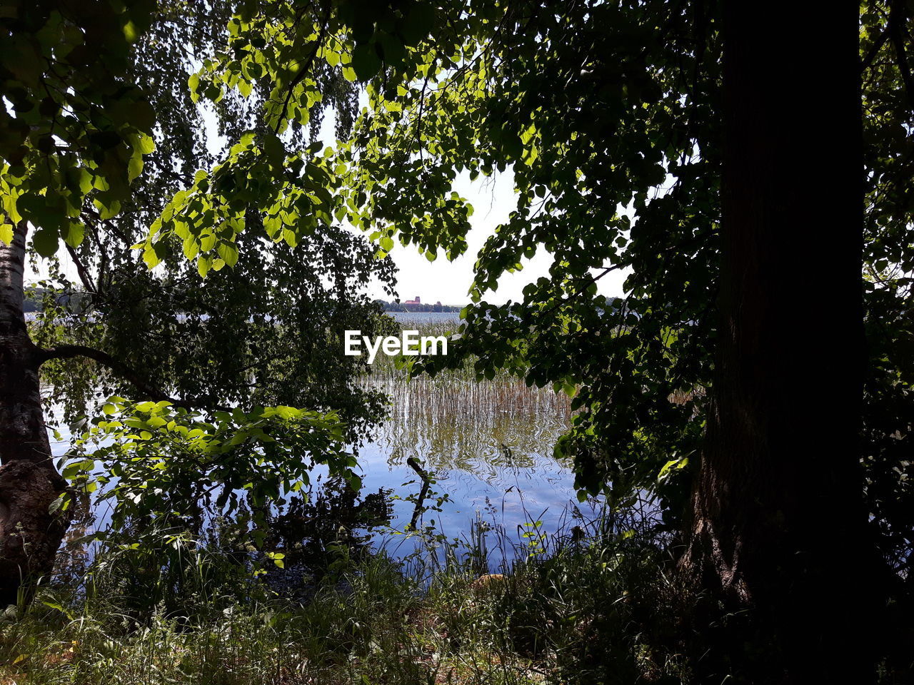 REFLECTION OF TREES IN LAKE