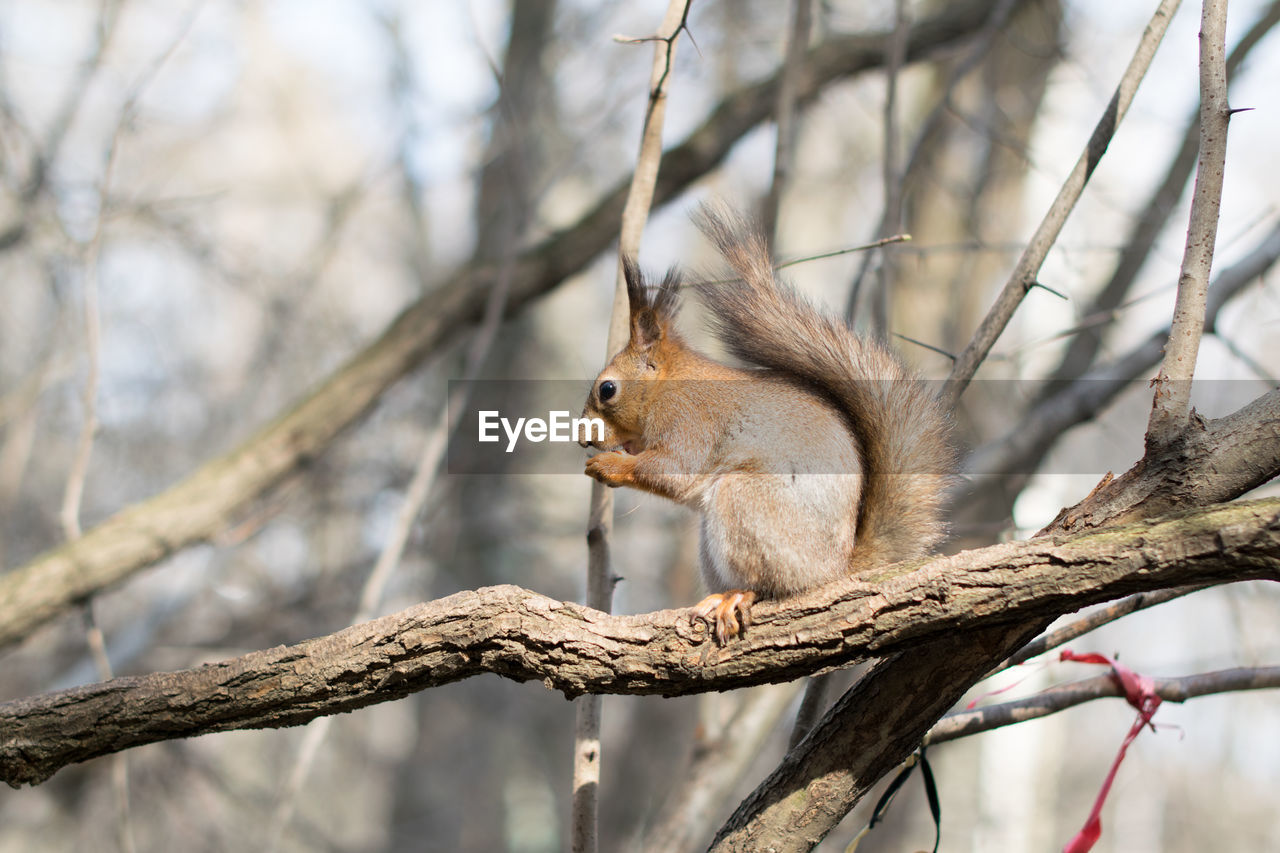 Low angle view of squirrel on tree