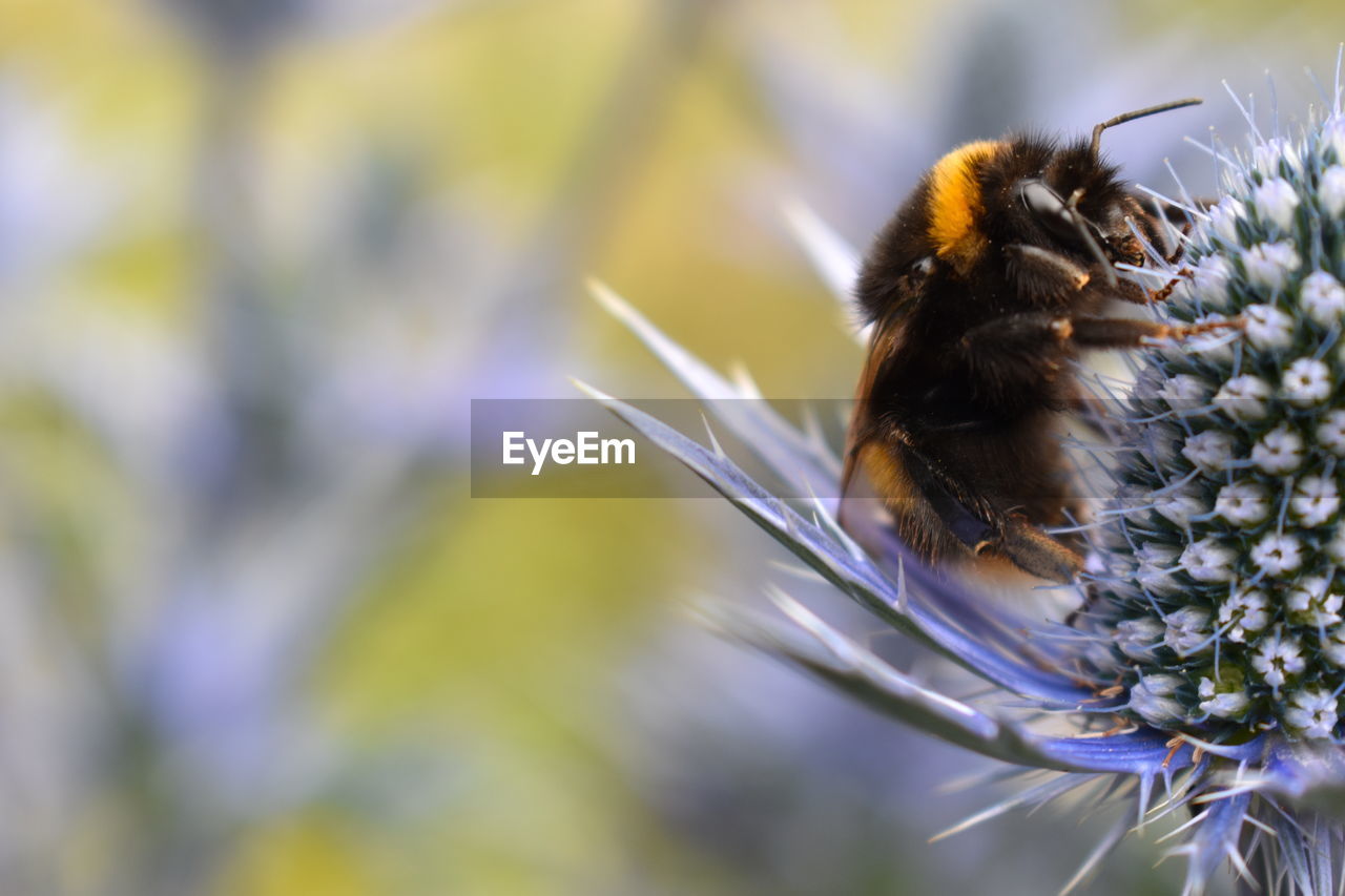 Bumblebee on sea holly flower yellow and black insect collecting flower nectar and pollinating plant