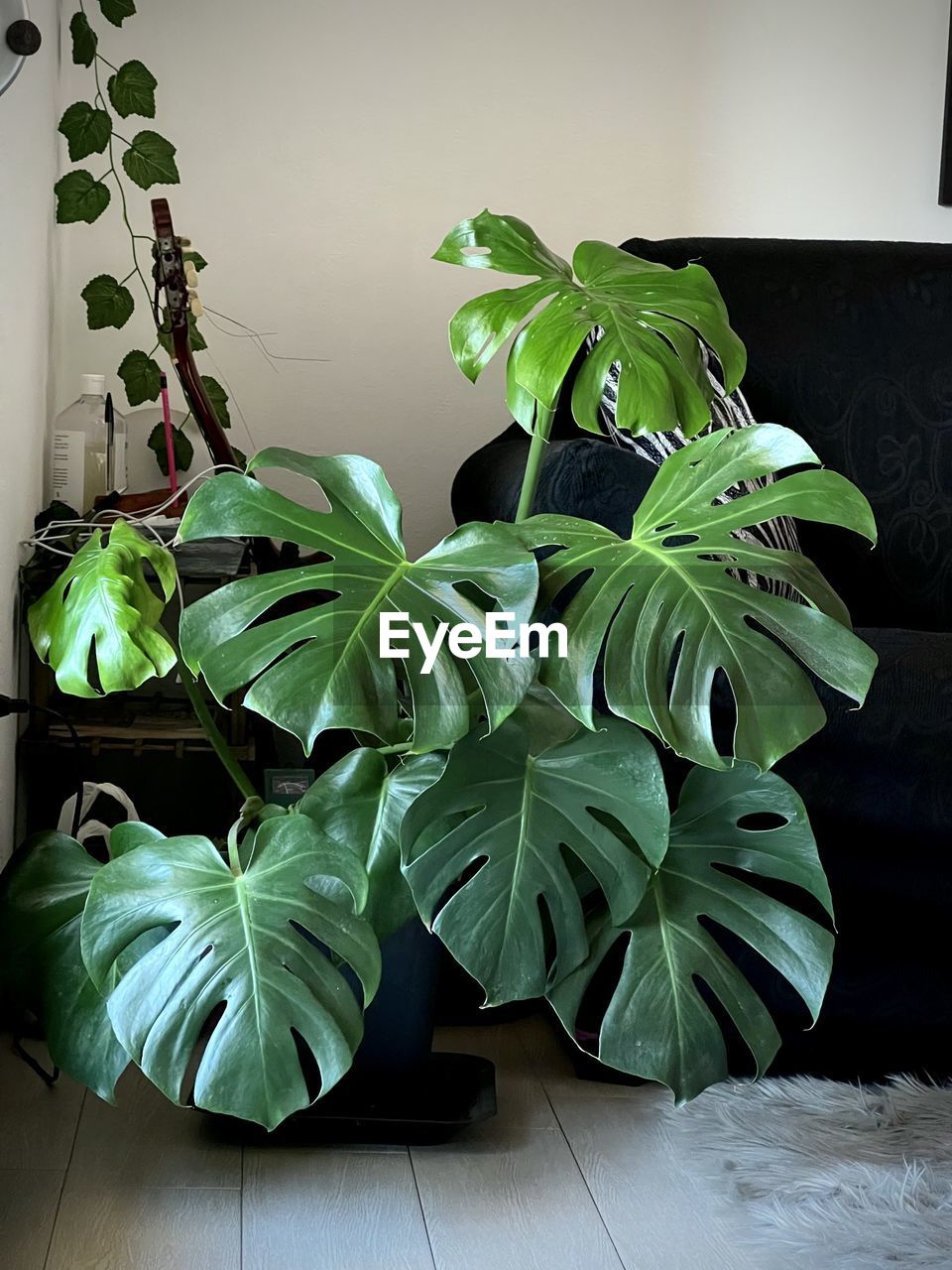 green, leaf, plant part, plant, indoors, growth, nature, flower, houseplant, no people, potted plant, home interior, food and drink, freshness, food, floristry