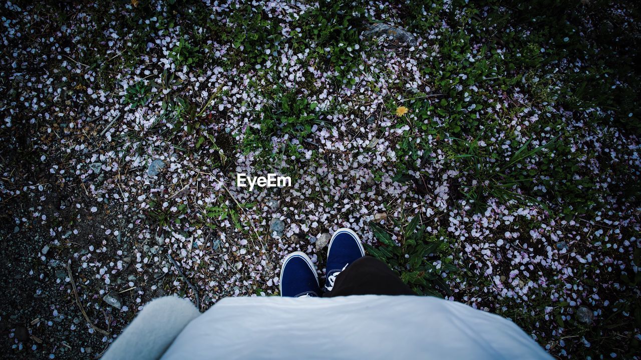 Low section of person standing by fallen petals in park