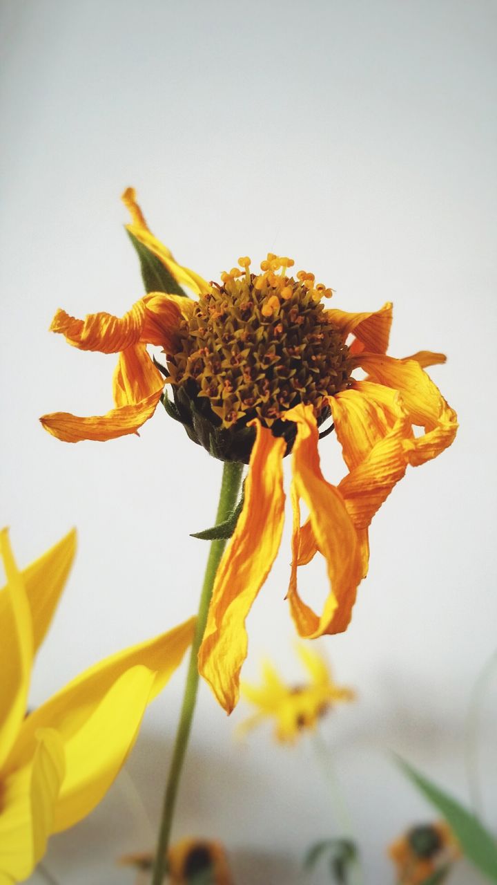 Close-up of yellow flower