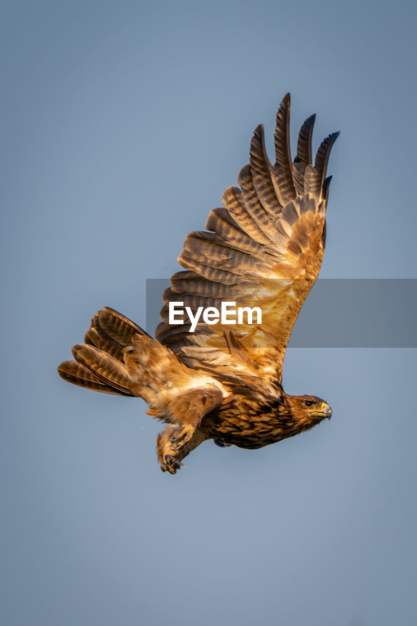 close-up of bird flying against clear sky