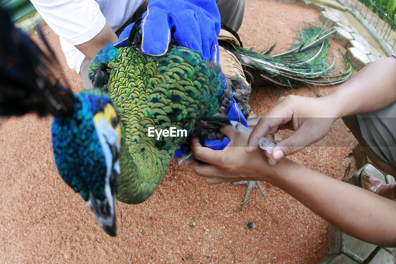 Medical treatment to peacock by veterinarian