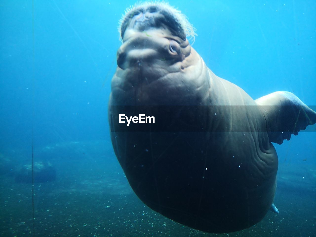 Sea lion in hagenbecks tierpark