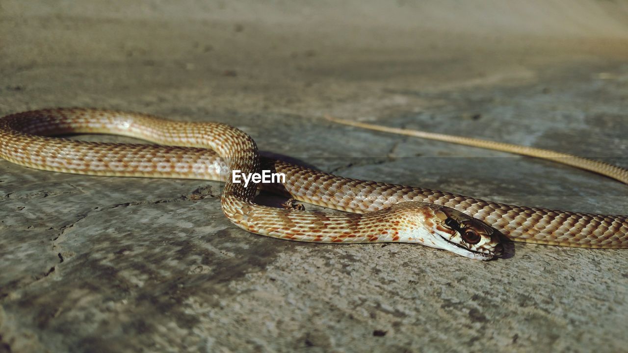 Close-up of a dead snake on ground