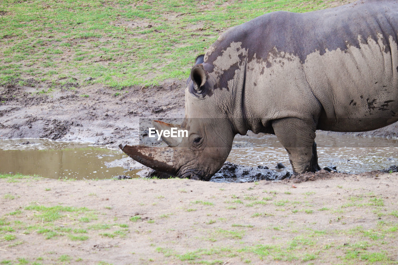 Rhinoceros drinking water on a field