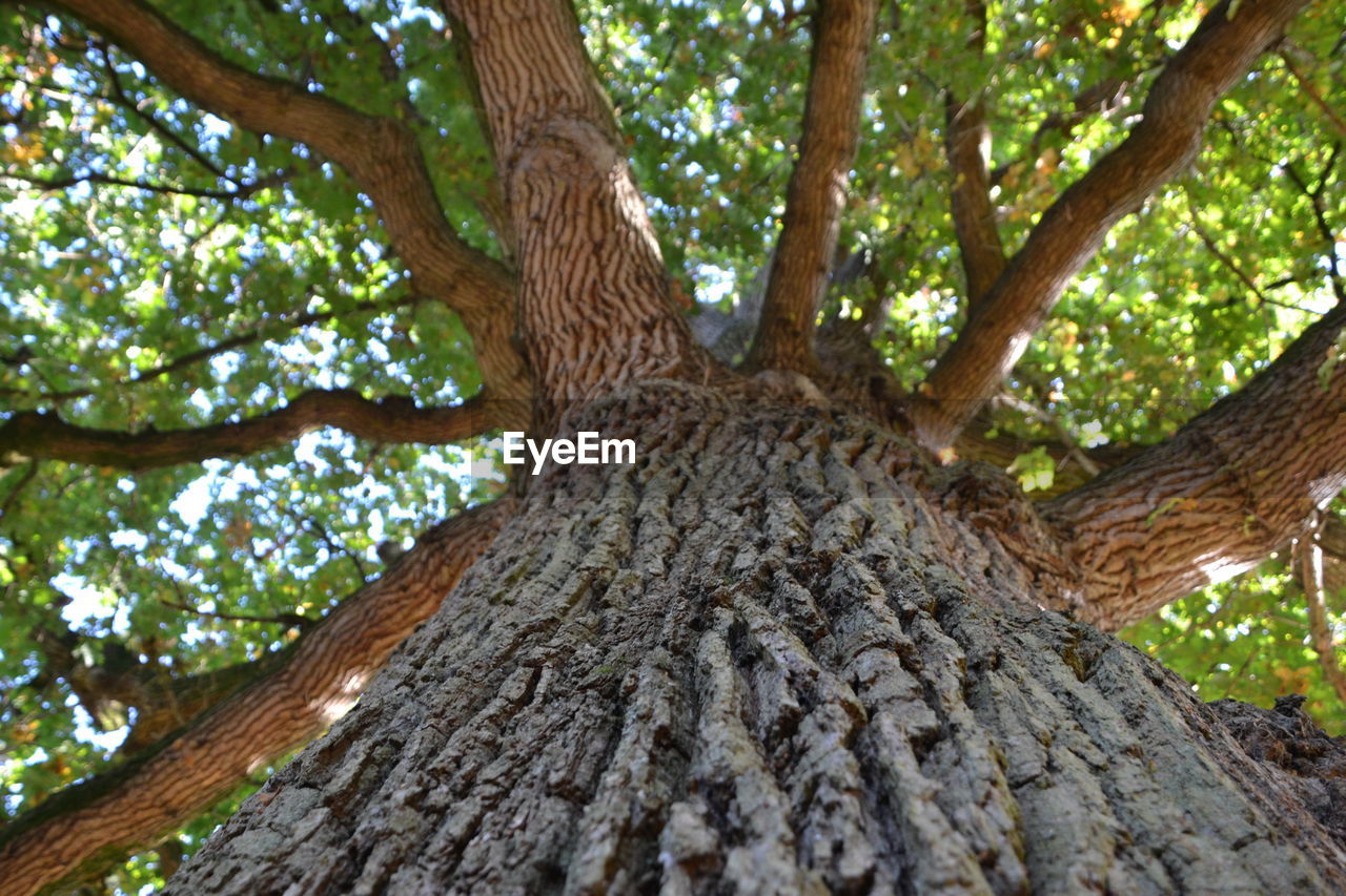 LOW ANGLE VIEW OF TREE TRUNK AGAINST THE SKY