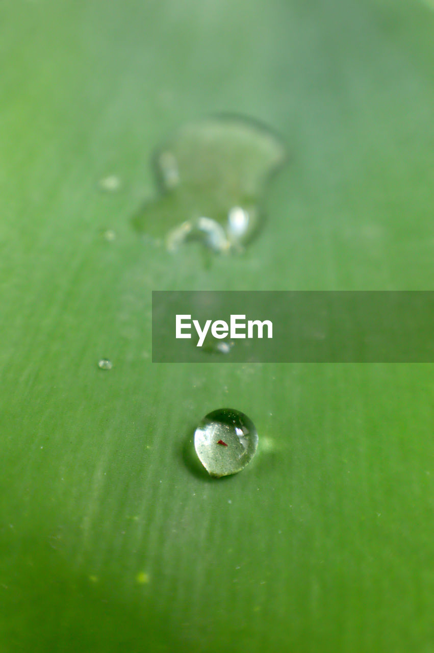 CLOSE-UP OF WATER DROPS ON GREEN LEAF