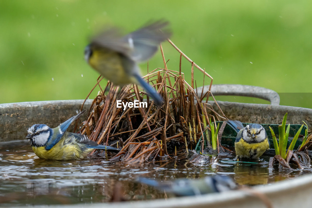 Chickadees bathing in a zinc tub