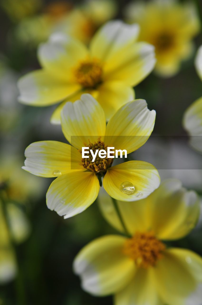 Close-up of yellow flowers blooming outdoors