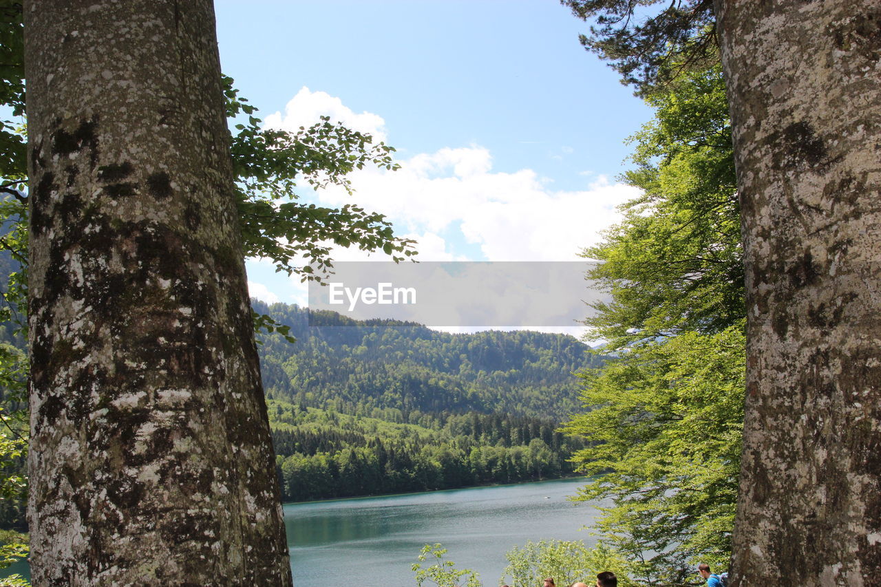 SCENIC VIEW OF TREES GROWING IN FOREST