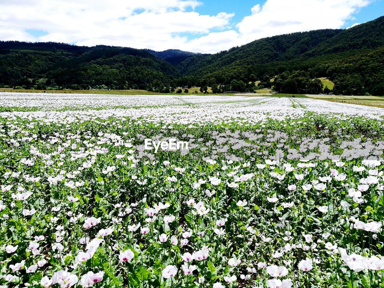 FLOWERS GROWING IN FIELD