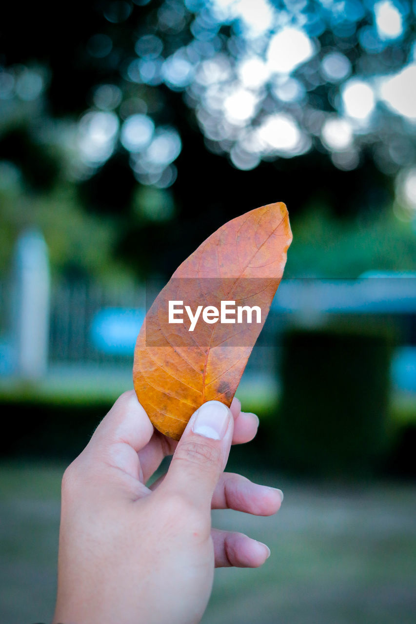 Close-up of hand holding leaf outdoors