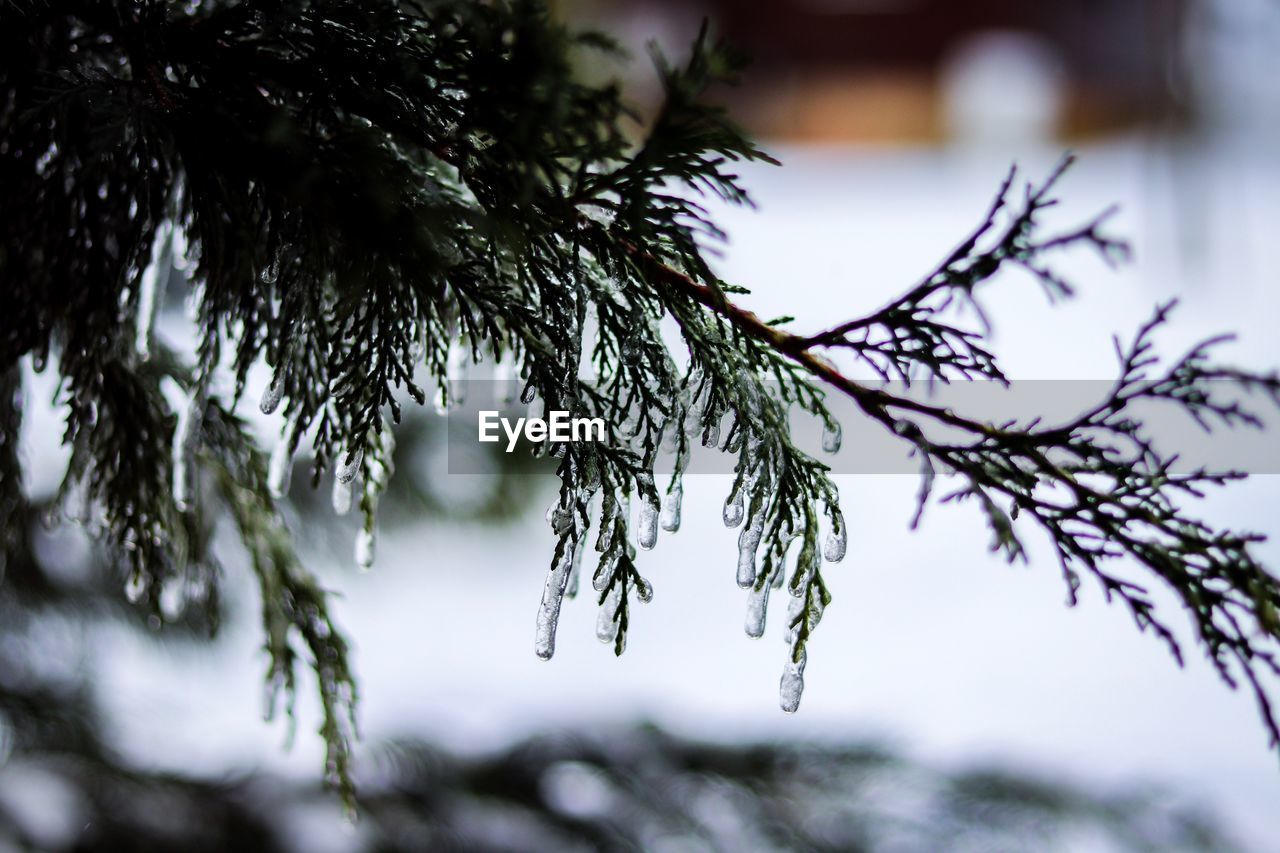 Close-up of pine tree during winter