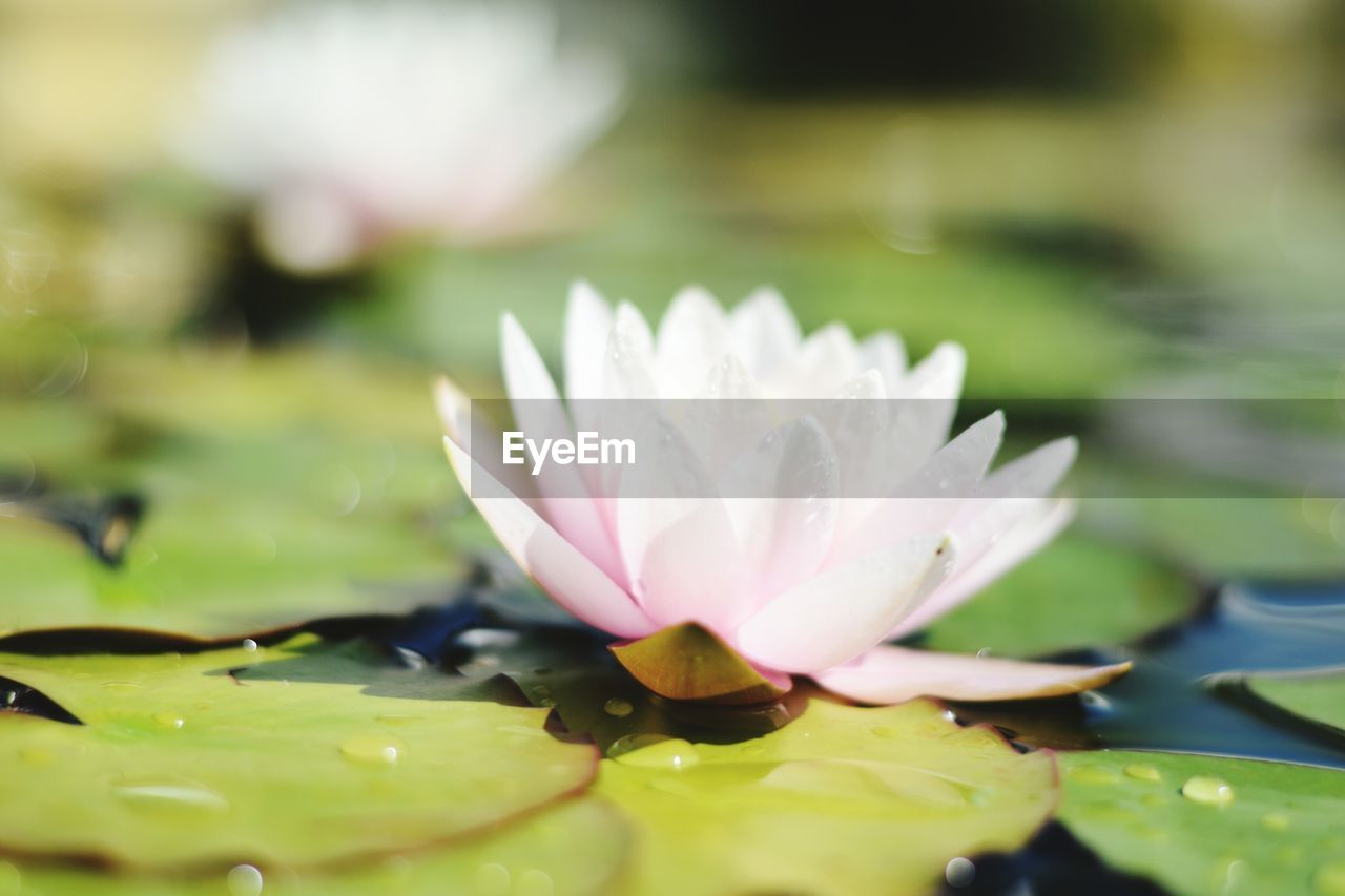 Close-up of lotus water lily in lake