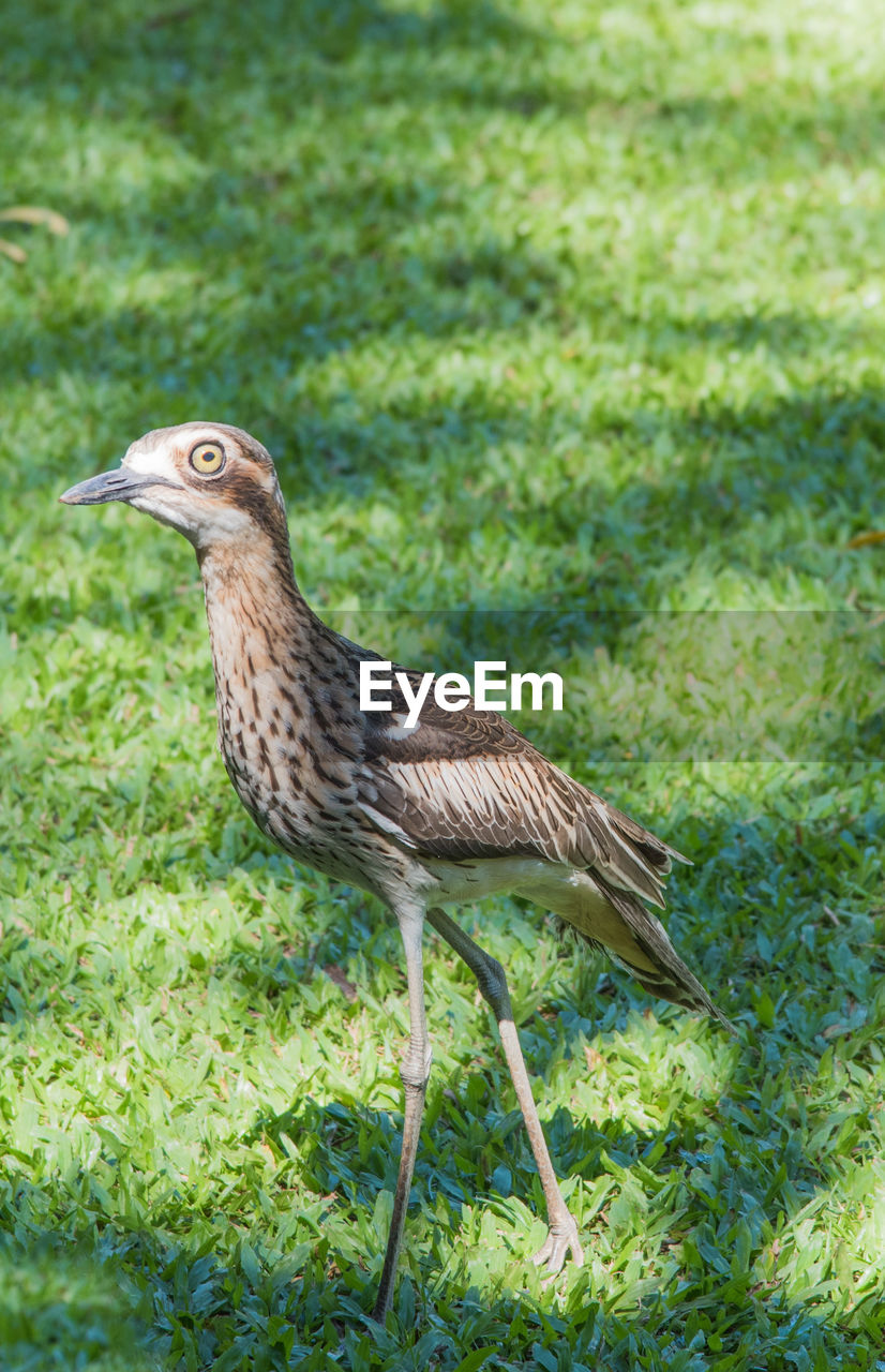 SIDE VIEW OF A BIRD ON FIELD