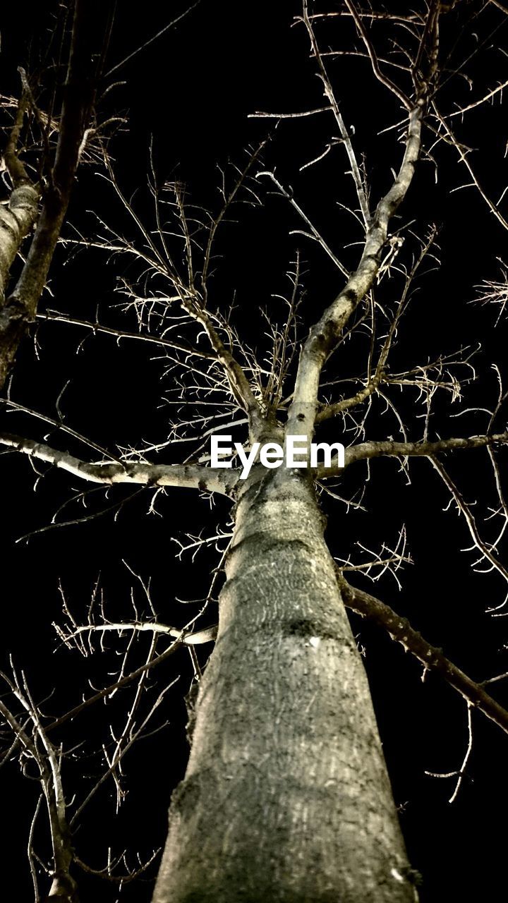 LOW ANGLE VIEW OF BARE TREES AGAINST SKY
