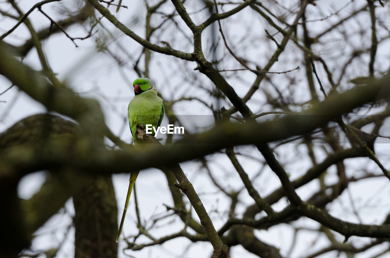 Low angle view of a parrot perching on tree against sky
