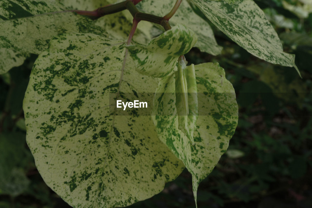 Close-up of fresh green leaf