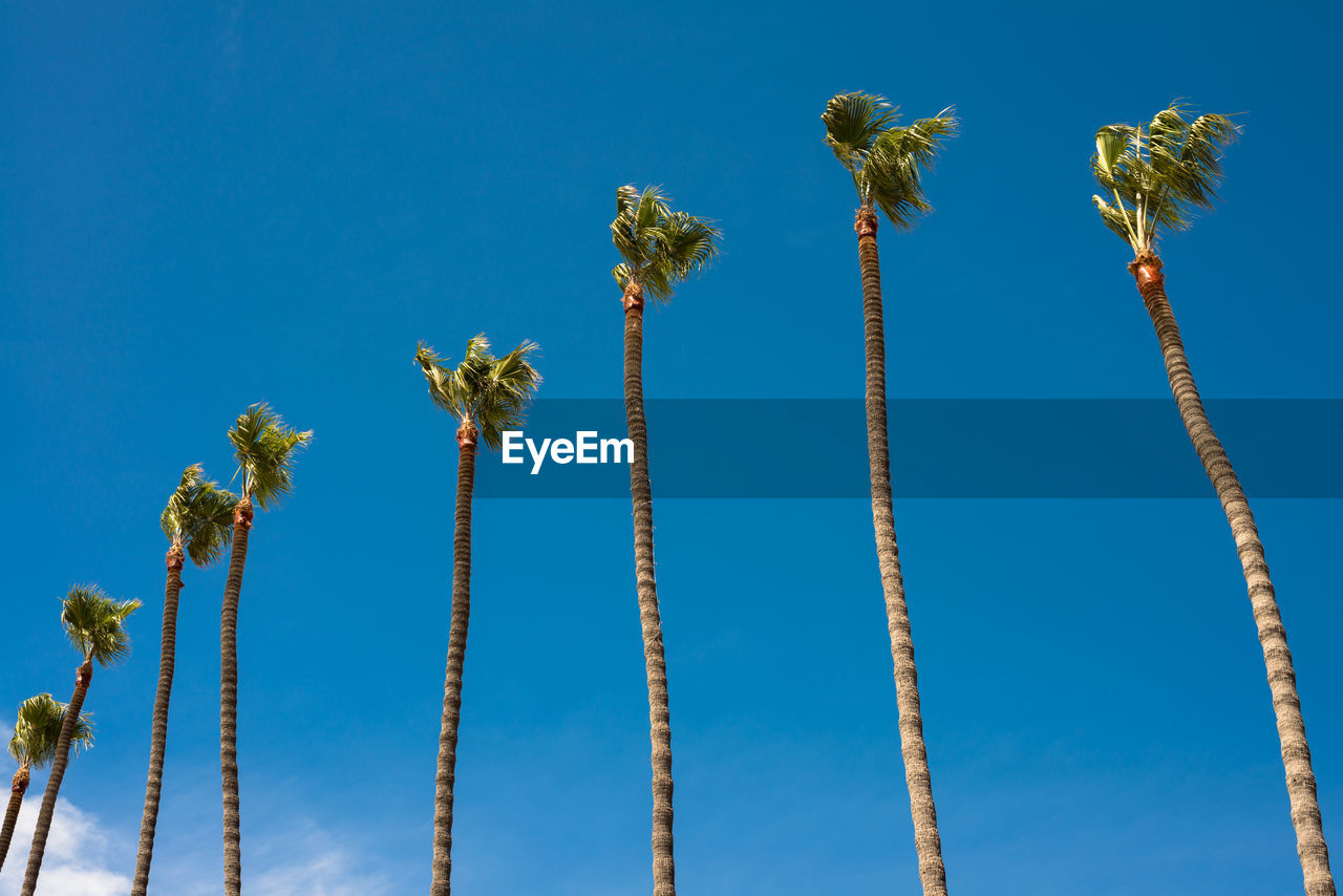 Low angle view of trees against clear blue sky