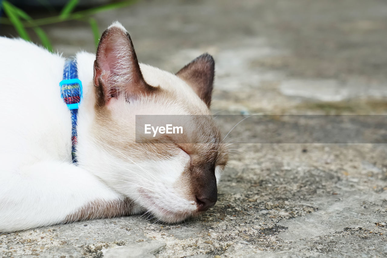 CLOSE-UP OF A CAT RESTING ON THE GROUND