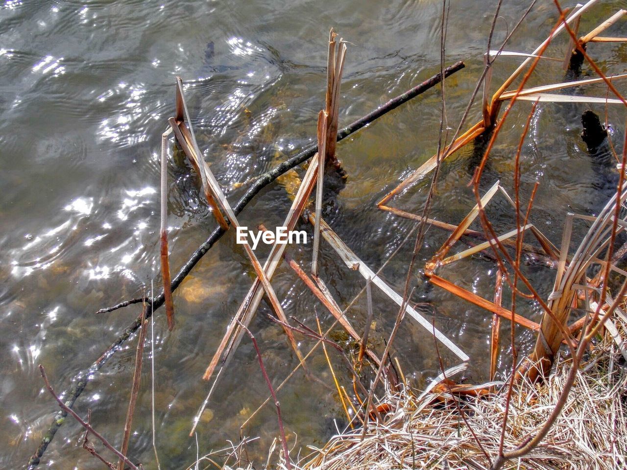 VIEW OF TREES IN WATER