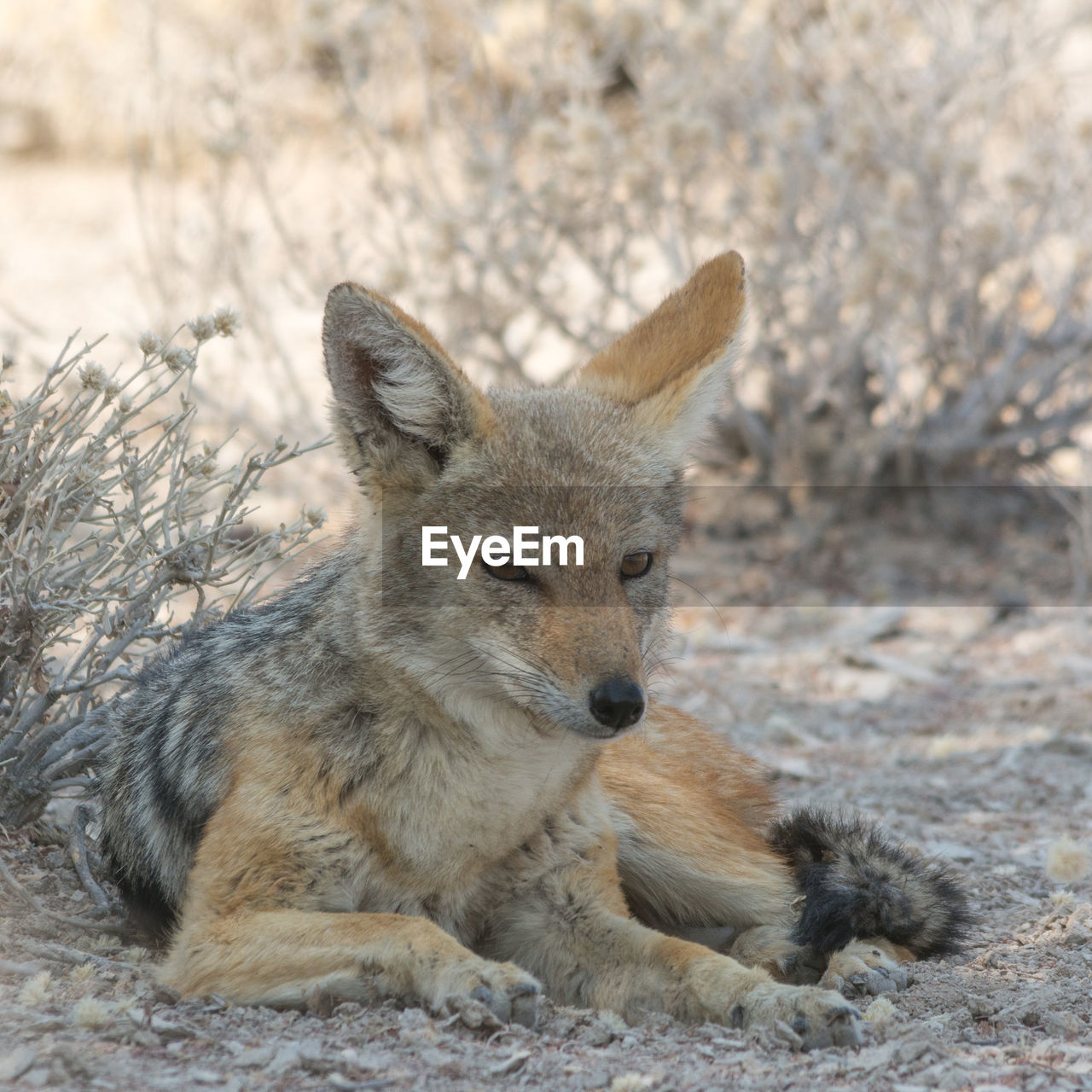 View of black-backed jackal on arid landscape