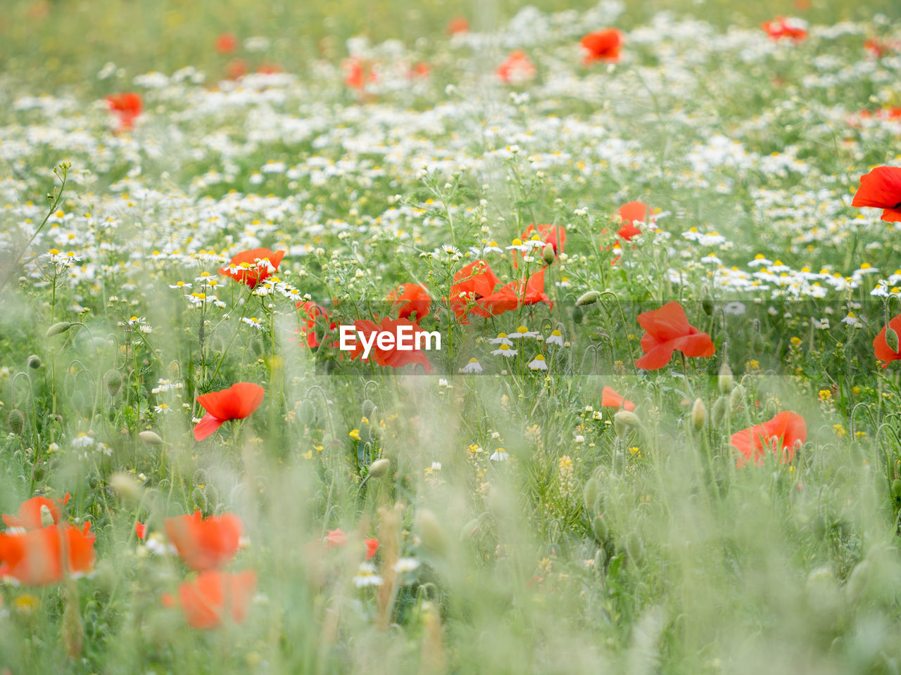 Close-up of red poppy flowers in field